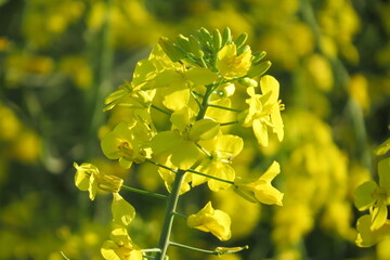 yellow Canola flower closeup on green stem
