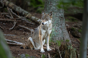 Wolf in the dark forest. Wolf during the day. Rare predators have a rest in the forest. European nature during summer. 
