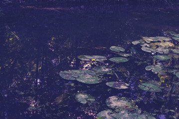 Yellow lotus flower or water lily. Lotus leaves and lotus bud in a pond. Lotus season in Losiny Ostrov National Park, Moscow