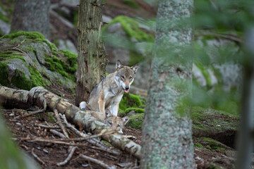 Wolf in the dark forest. Wolf during the day. Rare predators have a rest in the forest. European nature during summer. 