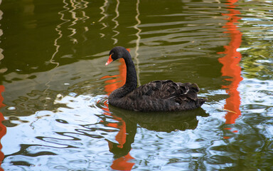 One beautiful black swan (Cygnus atratus) swims on water.