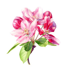 Branch of a flowering Apple tree painted in Watercolor. Botanical illustration.