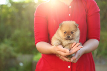 woman hands hold small spitz puppy 