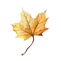 Yellow autumn leaf isolated on a white background, watercolor illustration.