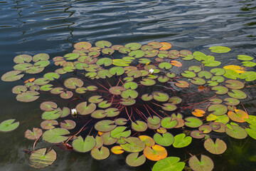 White lotus flower or water lily. Lotus leaves and lotus bud in a pond. Lotus season in Zaryadye park, Moscow