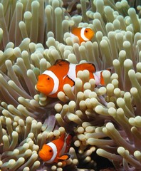 Clownfish