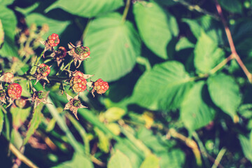 Wild young bramble, blackberry grow in Sokolniki park, Moscow