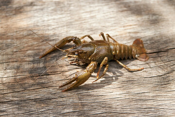 astacus astacus crayfish. european tradition nourishment ingredient. river animal.