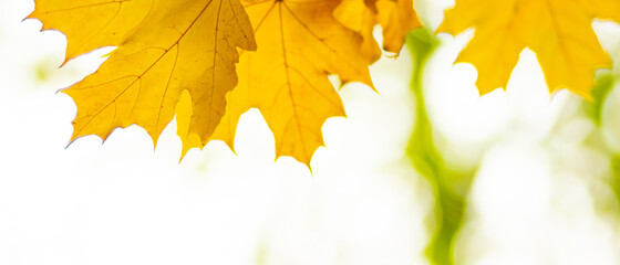 Naklejka na ściany i meble Autumn background with maple leaves. Autumn orange leaves over blurred background. Copy space