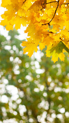 Autumn background with maple leaves. Autumn orange leaves over blurred background. Copy space