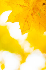 Autumn background with maple leaves. Autumn orange leaves over blurred background. Copy space