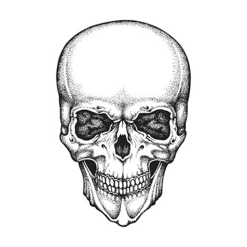 Realistic Human Skull. Hand Drawn Vector Illustration