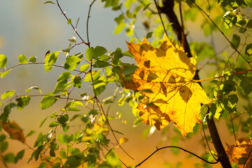 Autumn background with maple leaves. Autumn orange leaves over blurred background. Copy space