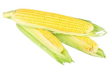 corn isolated on white background