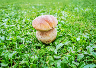 Boletus mushroom growing in the meadow