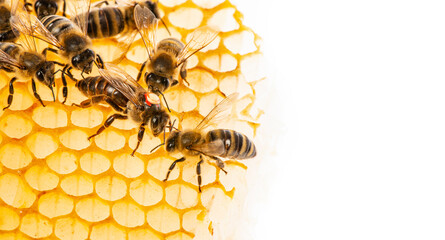 Naklejka premium the queen (apis mellifera) marked with dot and bee workers around her - bee colony life