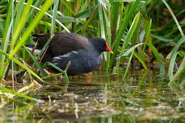Moorhen (Gallinula chloropus) in luscious foliage at the edge of a disused canal