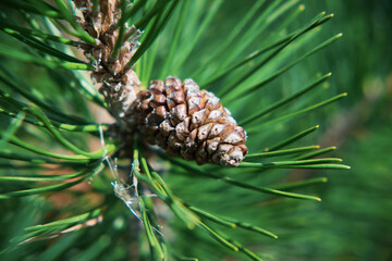 One young cone on a green pine branch.