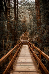 Wooden path through the forest. - obrazy, fototapety, plakaty
