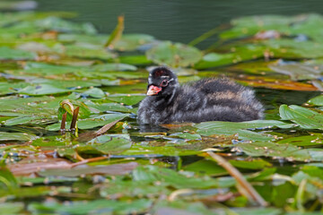 Little Grebe (Tachybaptus ruficollis) chick in a disused canal thick with vegetation