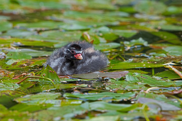 Little Grebe (Tachybaptus ruficollis) chick in a disused canal thick with vegetation
