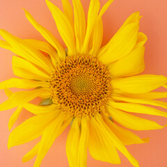 Yellow sunflowers on a pink background. Copy space. Summer concept.