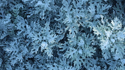 snowy blue wormwood leaves as decorative vegetable lace and background design
