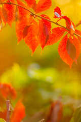 Autumn collection. Red-orange leaf of wild grapes. Red leaves of maiden grapes on a blurred background. Copy space