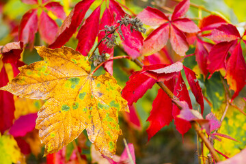 Autumn collection. Red-orange leaf of wild grapes. Red leaves of maiden grapes on a blurred background. Copy space