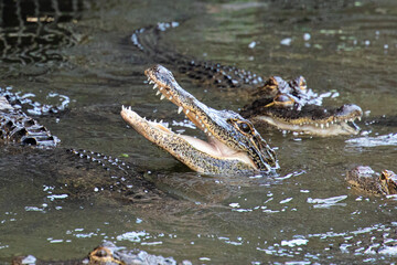 An American alligator rises out of gator-filled water, ready to grab a meal with knarly teeth, in Florida, USA, as another gator looks on.