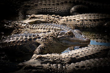 A sly american alligator watches for prey while surrounded by gators adorned with knobby, leathery, prehistoric skin armor, in Florida, USA