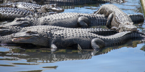 An american alligator, reflected in clear water, watches for prey while surrounded by gators adorned with knobby, leathery, prehistoric skin armor, in Florida, USA