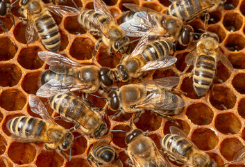 big drone bees (male honey bee) and bee workers.....................