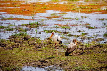 Obraz na płótnie Canvas Two Yellow-billed stork Ibis birds also called the wood storks is a large African wading species in the family Ciconiidae