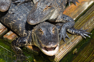 Looking down at a close up of the head of an american alligator resting under another gator, with an open mouth full of teeth, in Florida, USA