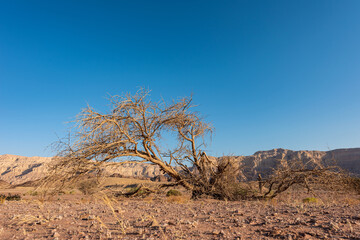 Picturesque desert landscape in Timna park with dry tree. Arava Valley, Israel.