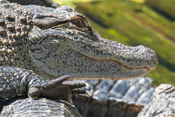 Close up of an american alligator resting on other gators, with a watchful eye, smiling mouth, and  a sharply clawed right front foot, in Florida, USA