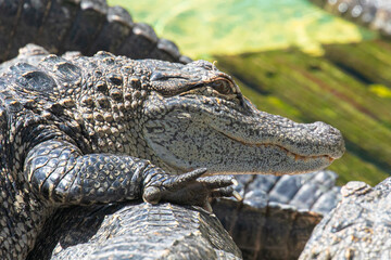 Close up of an american alligator resting on other gators, with a watchful eye, smiling mouth, and  a sharply clawed right front foot, in Florida, USA