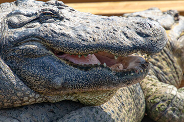 Close up of an american alligator's head, with an open smiling mouth full of teeth and a thick tongue, in Florida, USA