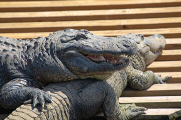 Close up of an american alligator resting on another gator, with a smiling open mouth full of teeth and thick tongue, and holding on with a sharply clawed right foot, in Florida, USA