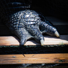 Close-up of an american alligator's back foot with two visible claws, in Florida, USA