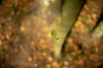 Depth of field isolated Last Green leaf on trunk of birch tree in autumn. View from above on ground with fallen yellow leafs as blurred background.