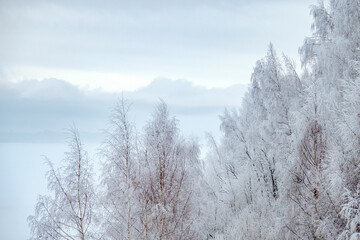 The forest is covered with snow on the banks of the Volga River.