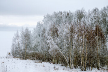 The forest is covered with snow on the banks of the Volga River.