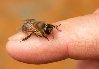 big drone bee (male honey bee) close up on a finger..