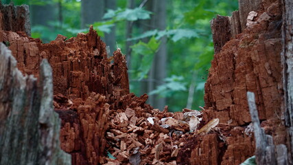 Alter Baumstamm eines abgebrochenen Baumes.