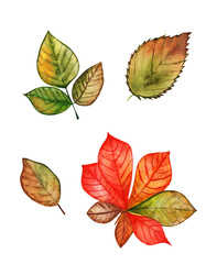 Different autumn leaves watercolor set on white background