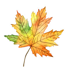 Autumn leaf watercolor illustration on white background