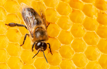 big drone bee (male honey bee) close up on bee frame.