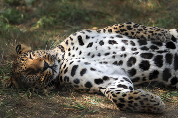 Pose photo de la belle panthère qui se prélasse